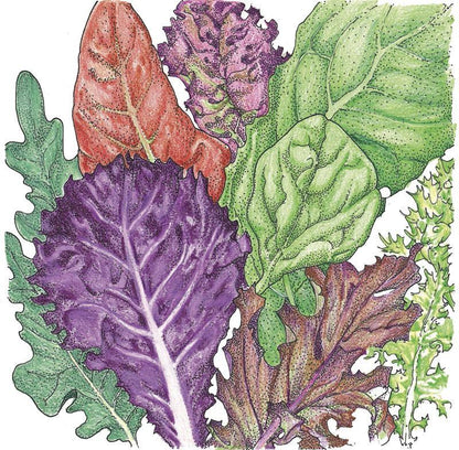 Lettuce Seeds, Gourmet Mix  (Organic)