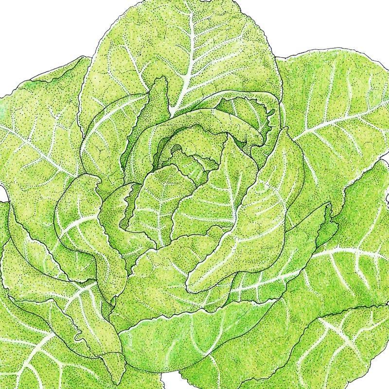 Lettuce Seeds, Romaine, Jericho  (Organic)
