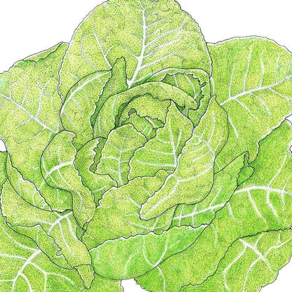 Lettuce Seeds, Romaine, Jericho  (Organic)