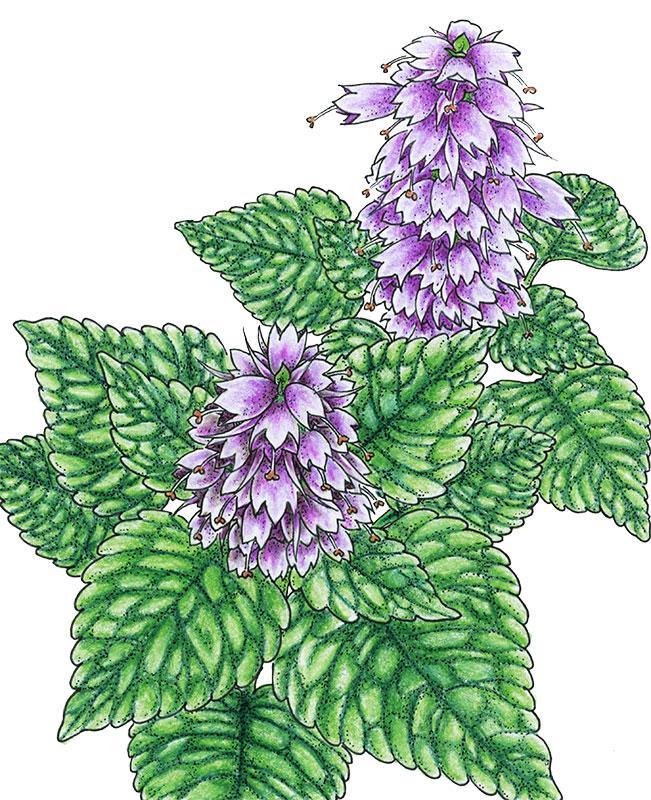 Mint Seeds (Organic) Korean Licorice