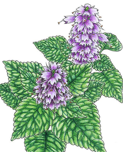 Mint Seeds (Organic) Korean Licorice