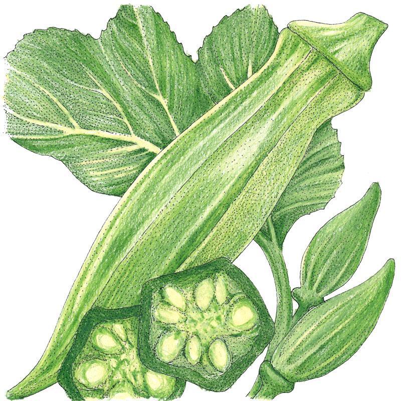 Okra Seeds (Organic) Clemson Spineless 80
