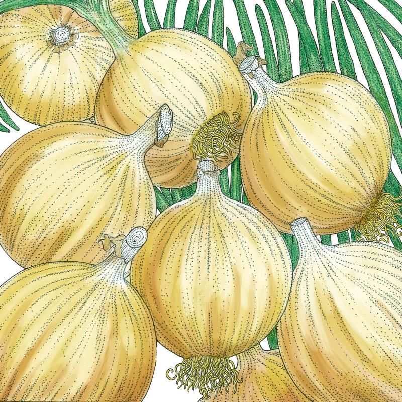 Onion, Cortland, Seeds (Organic)
