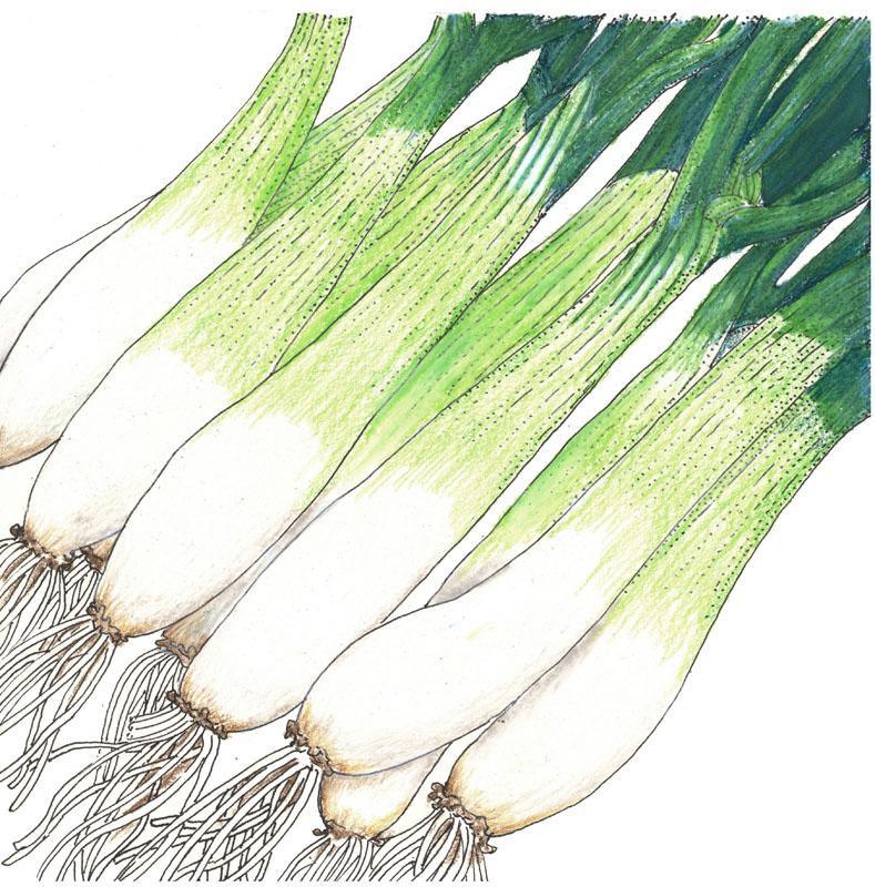 Onion Seeds, Evergreen Bunching  (Organic)