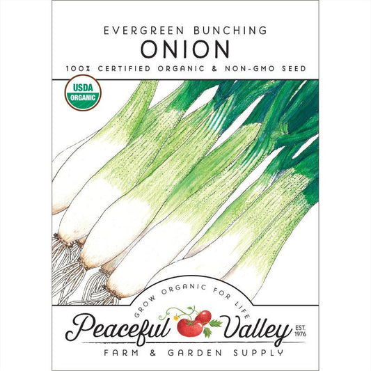 Onion Seeds, Evergreen Bunching  (Organic)