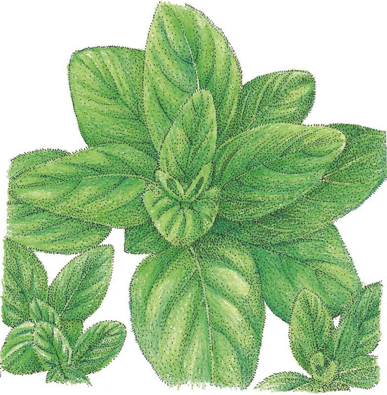 Oregano Seeds (Organic) Italian