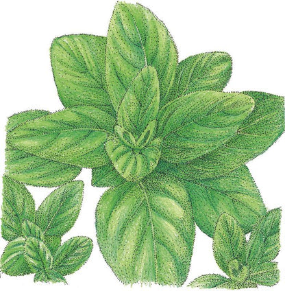 Oregano Seeds (Organic) Italian