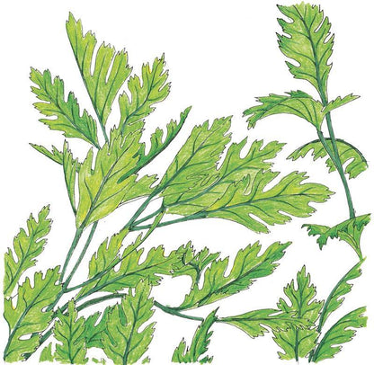 Parsley Seeds (Organic) Italian