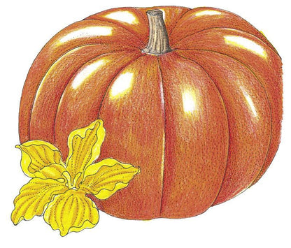 Pumpkin Seeds (Organic) Cinderella Pumpkins
