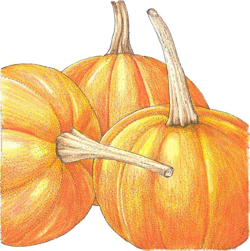 Pumpkin Seeds, Small Sugar  (Organic)