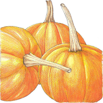 Pumpkin Seeds, Small Sugar  (Organic)