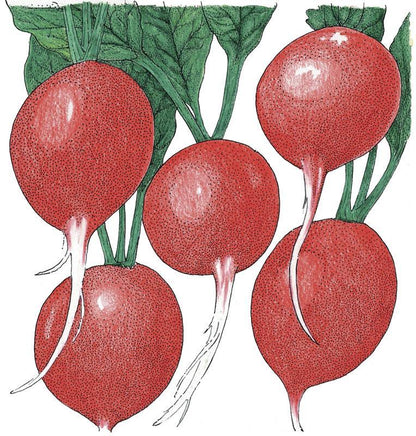 Radish Seeds, Cherry Belle  (Organic)
