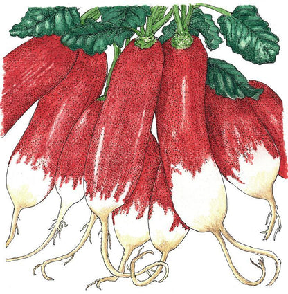 Radish, French Breakfast, Seeds (Organic)