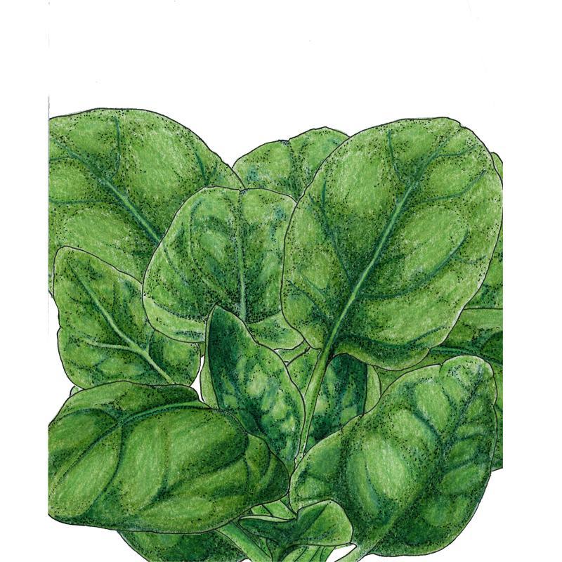 Spinach, Verdil, Seeds (Organic)