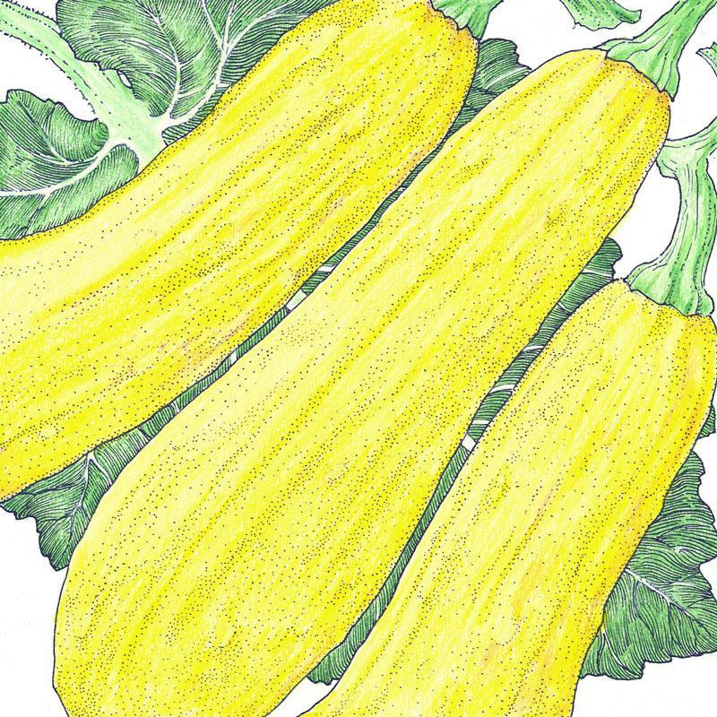 Summer Squash Seeds, Early Straightneck  (Organic)