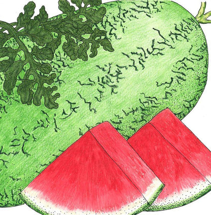 Watermelon Seeds (Organic) Crimson Sweet
