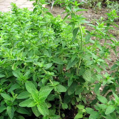 Oregano Seeds (Organic) Italian