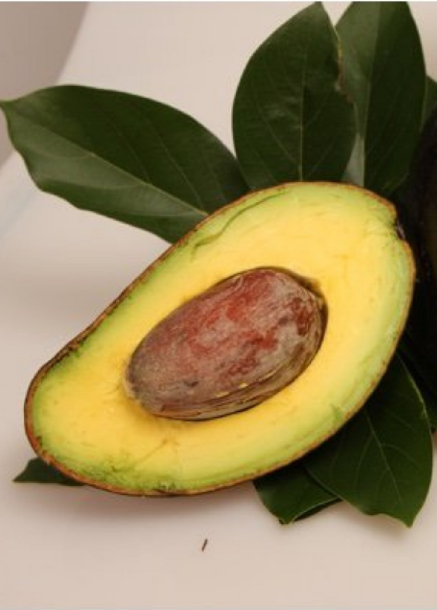 Avocado 'Oro Negro' (Persea americana)