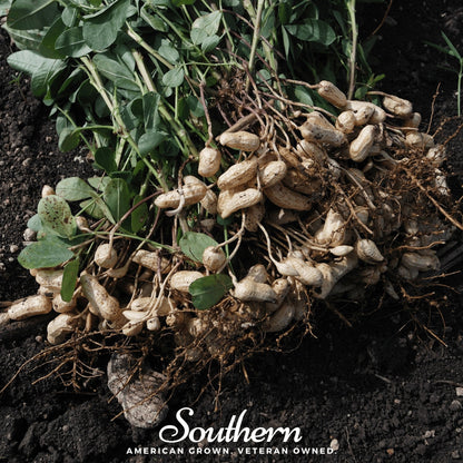 Virginia Jumbo Peanuts – 10 Seeds