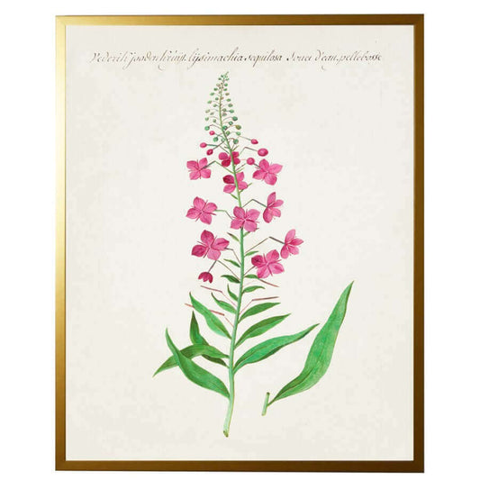 Pink Flowers Vintage Bookplate Reproduction Botanical Print in Gold Shadowbox Frame