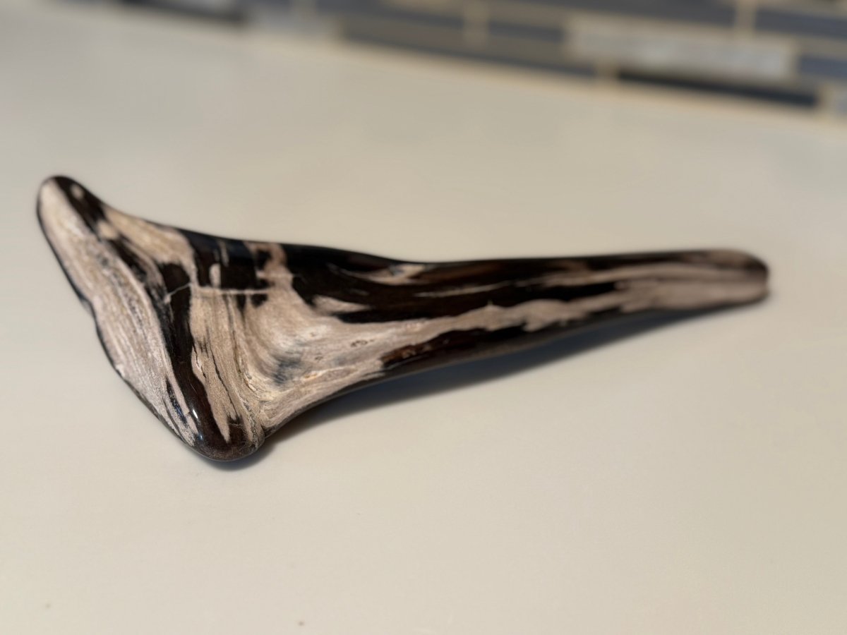 Polished Petrified Wood Display Piece – Natural Fossil Stone
