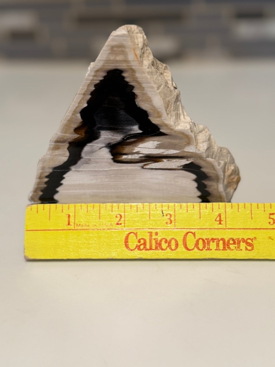 Polished Petrified Wood Display Piece – Natural Fossil Stone