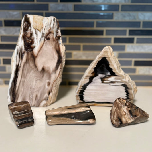 Polished Petrified Wood Display Piece – Natural Fossil Stone