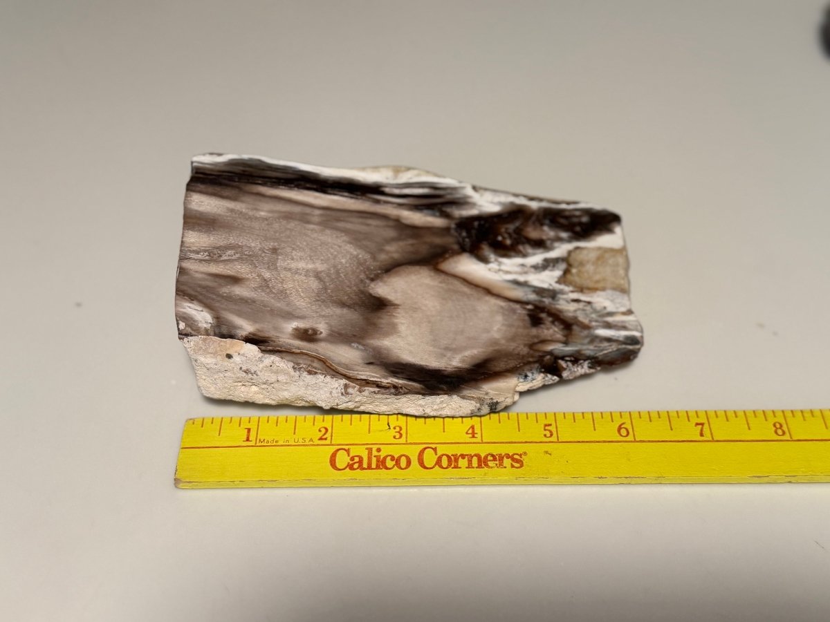 Polished Petrified Wood Display Piece – Natural Fossil Stone