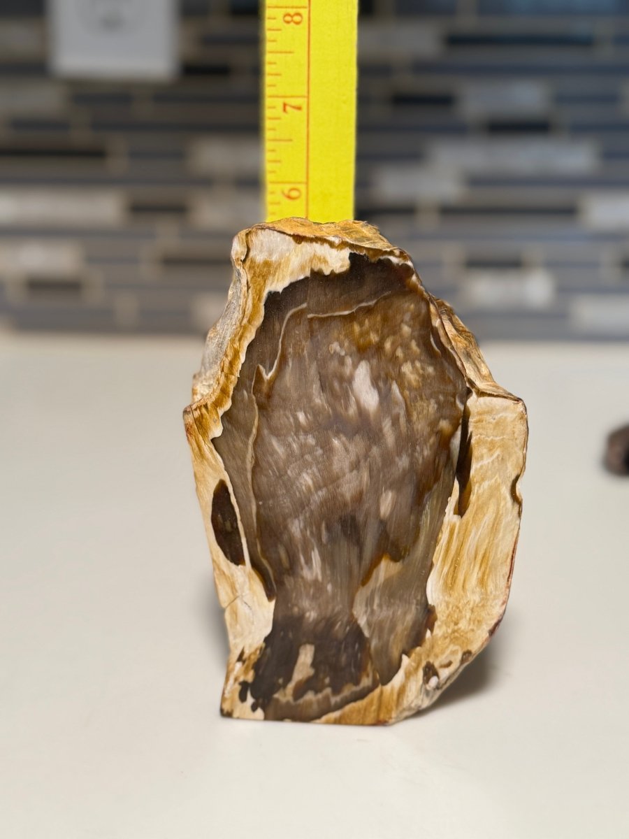 Polished Petrified Wood Display Piece – Natural Fossil Stone