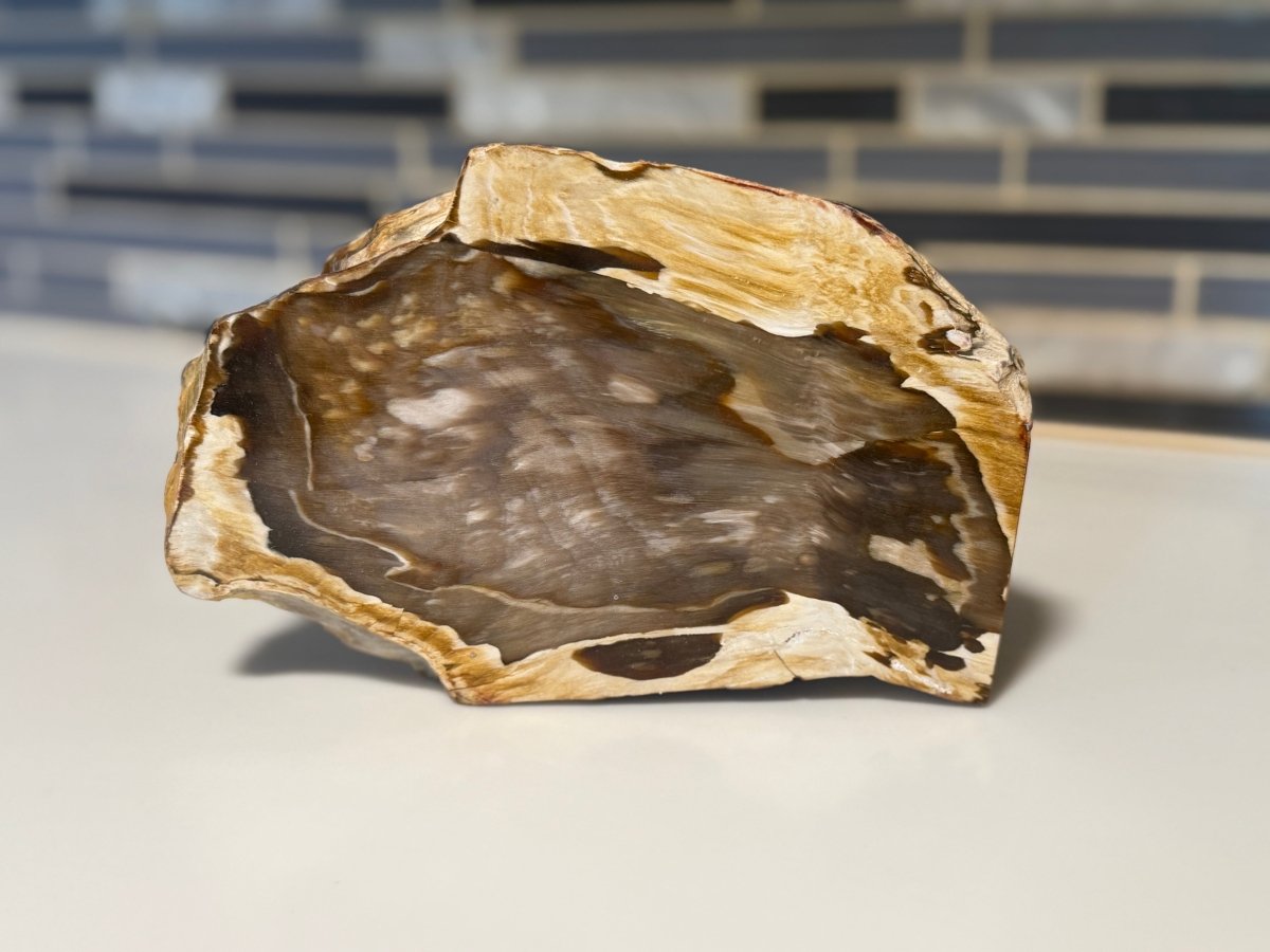 Polished Petrified Wood Display Piece – Natural Fossil Stone
