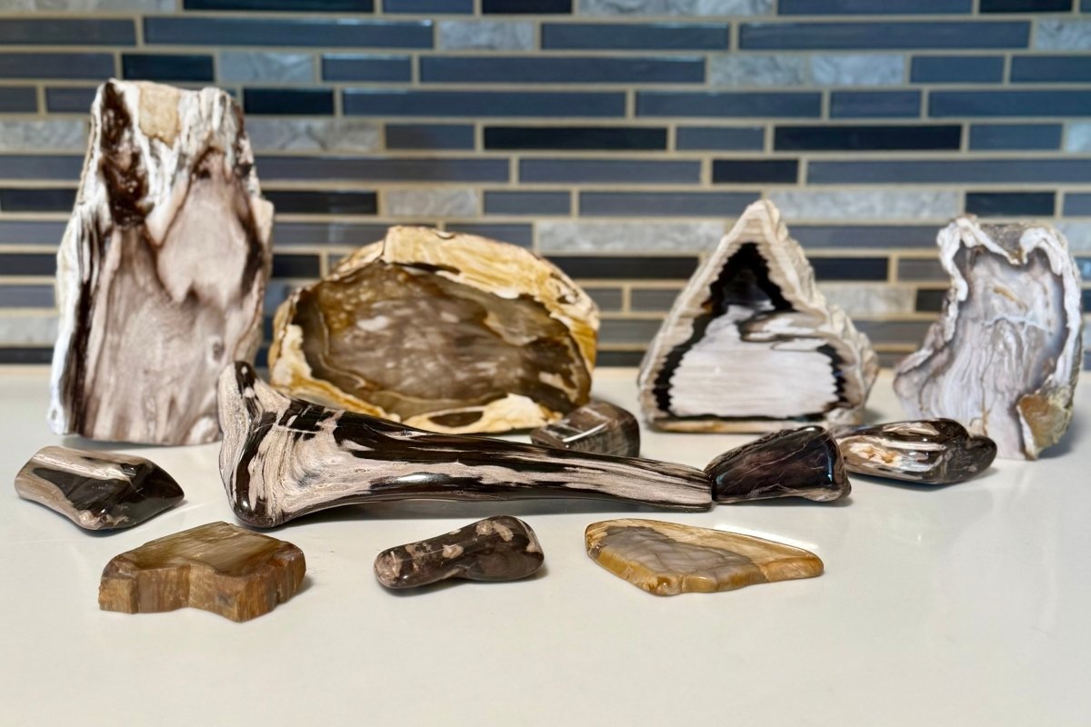 Polished Petrified Wood Display Piece – Natural Fossil Stone