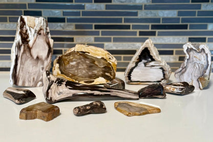 Polished Petrified Wood Display Piece – Natural Fossil Stone