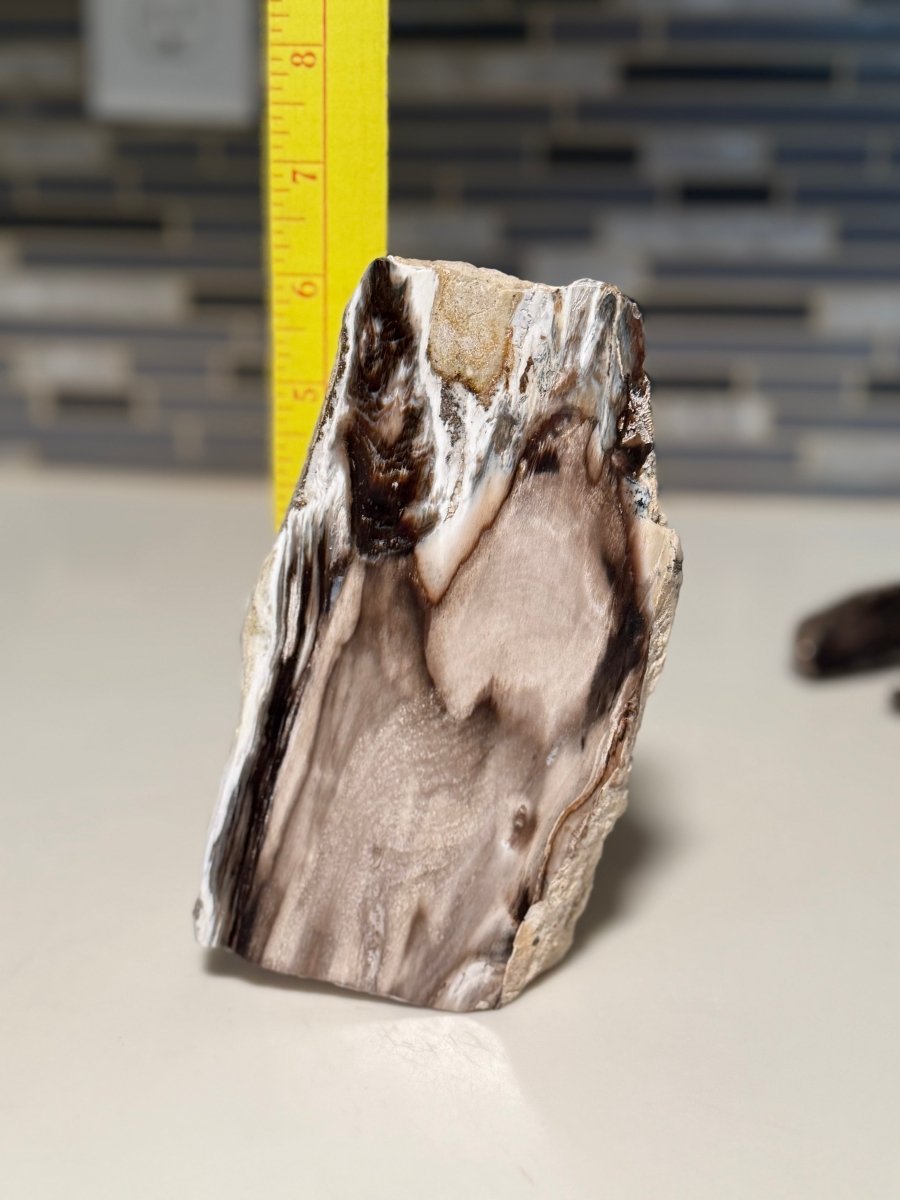 Polished Petrified Wood Display Piece – Natural Fossil Stone