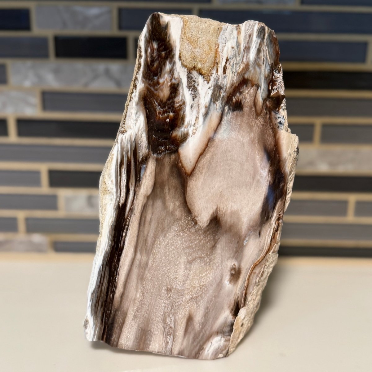 Polished Petrified Wood Display Piece – Natural Fossil Stone
