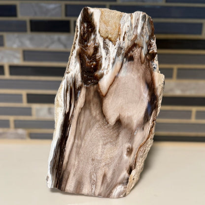Polished Petrified Wood Display Piece – Natural Fossil Stone