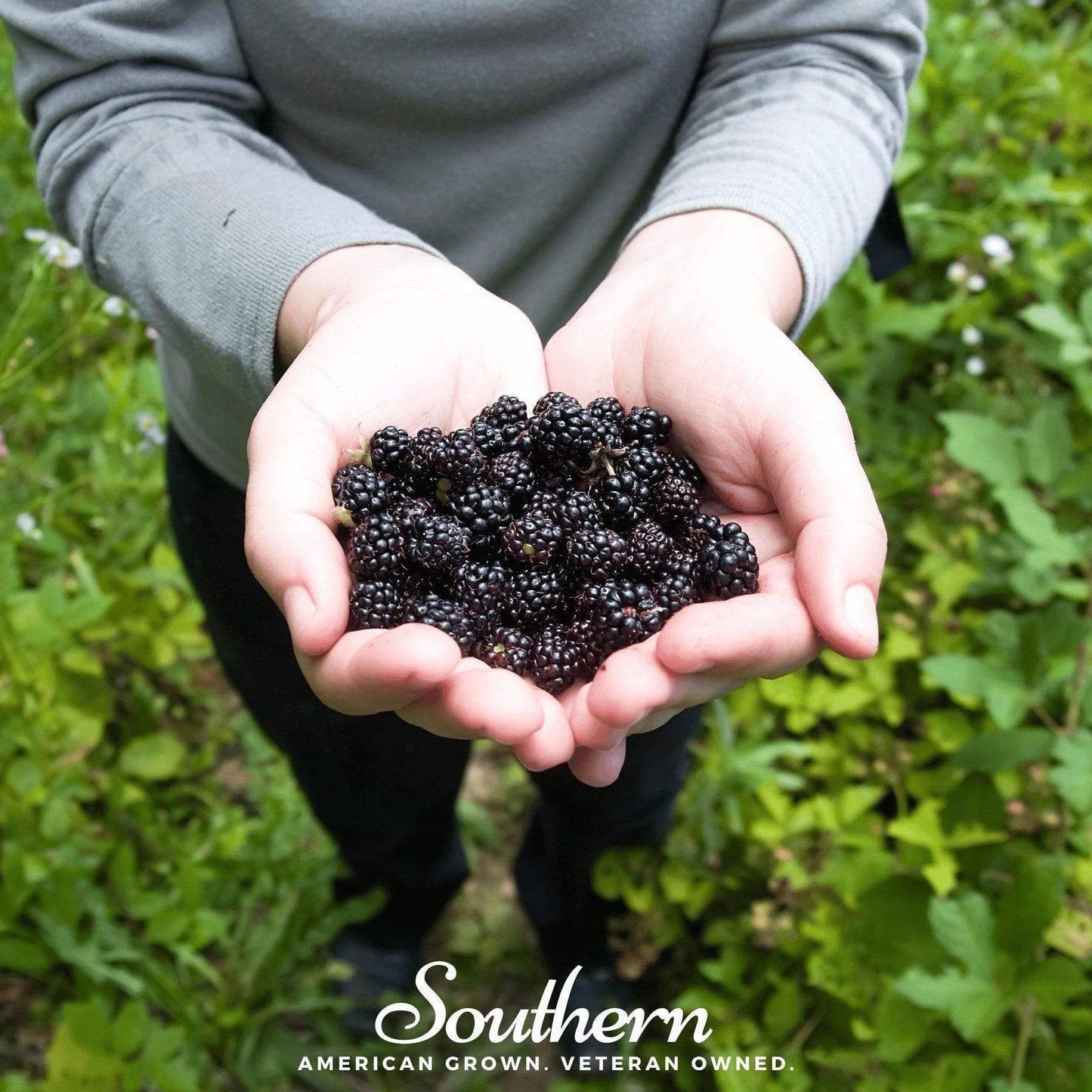 Black Raspberry – 30 Seeds