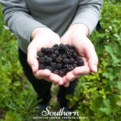 Black Raspberry – 30 Seeds