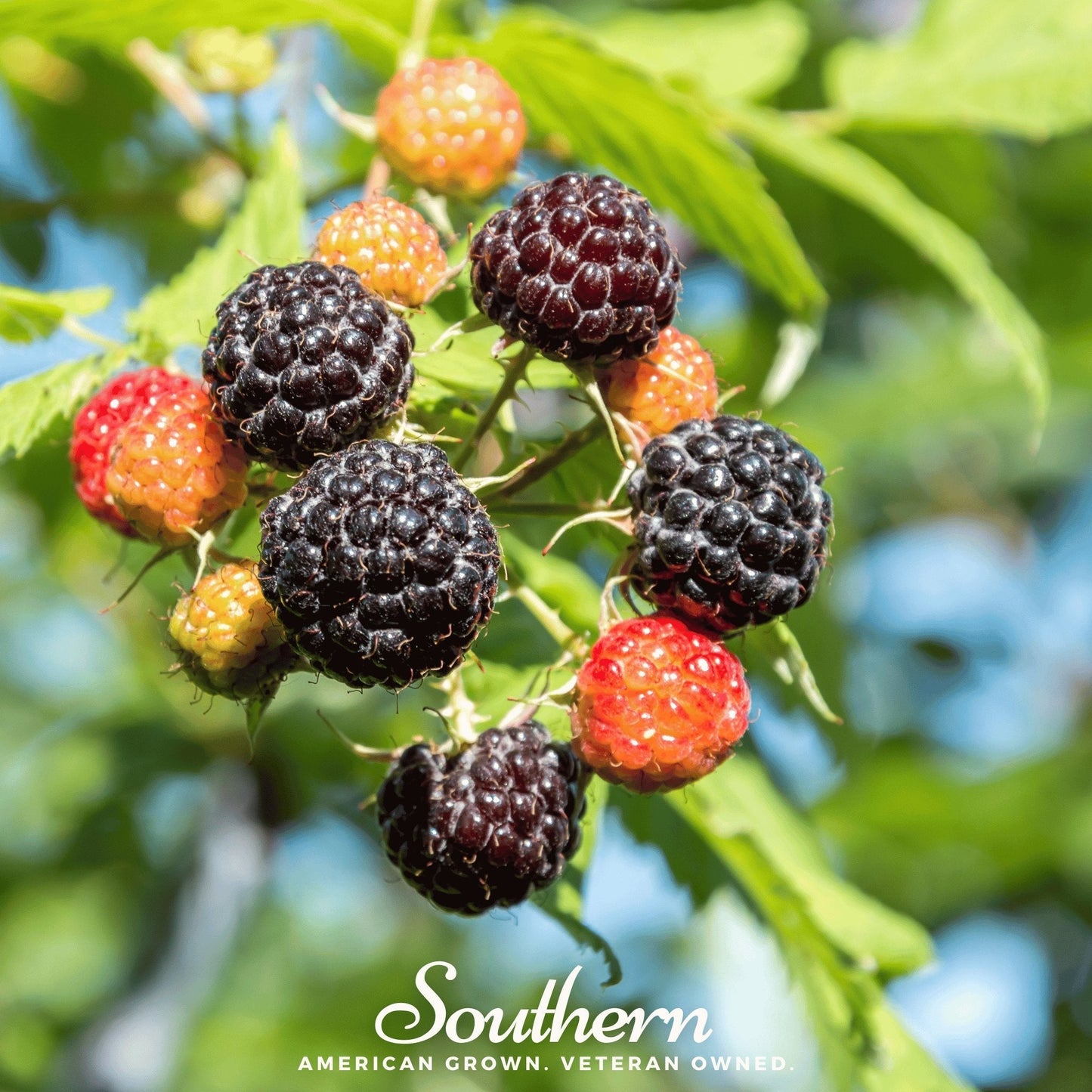 Black Raspberry – 30 Seeds