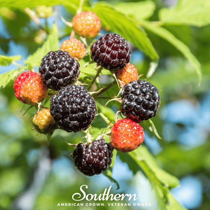 Black Raspberry – 30 Seeds