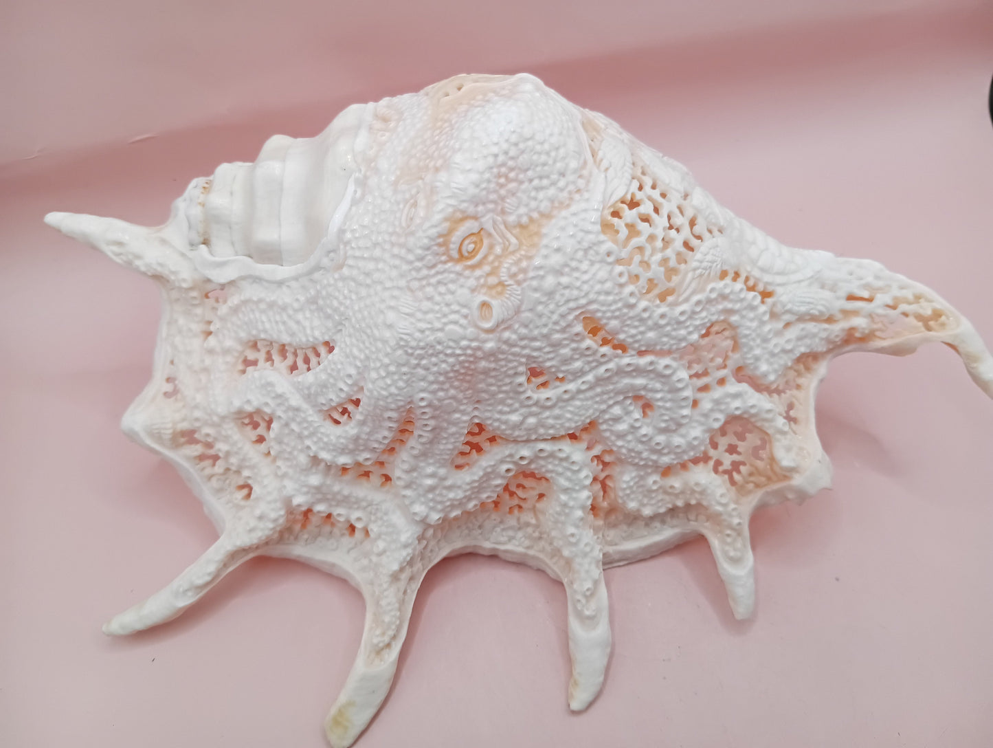 Hand-Carved Lambis Truncata Shell – Octopus Design – 9.5" Coastal Art Decor