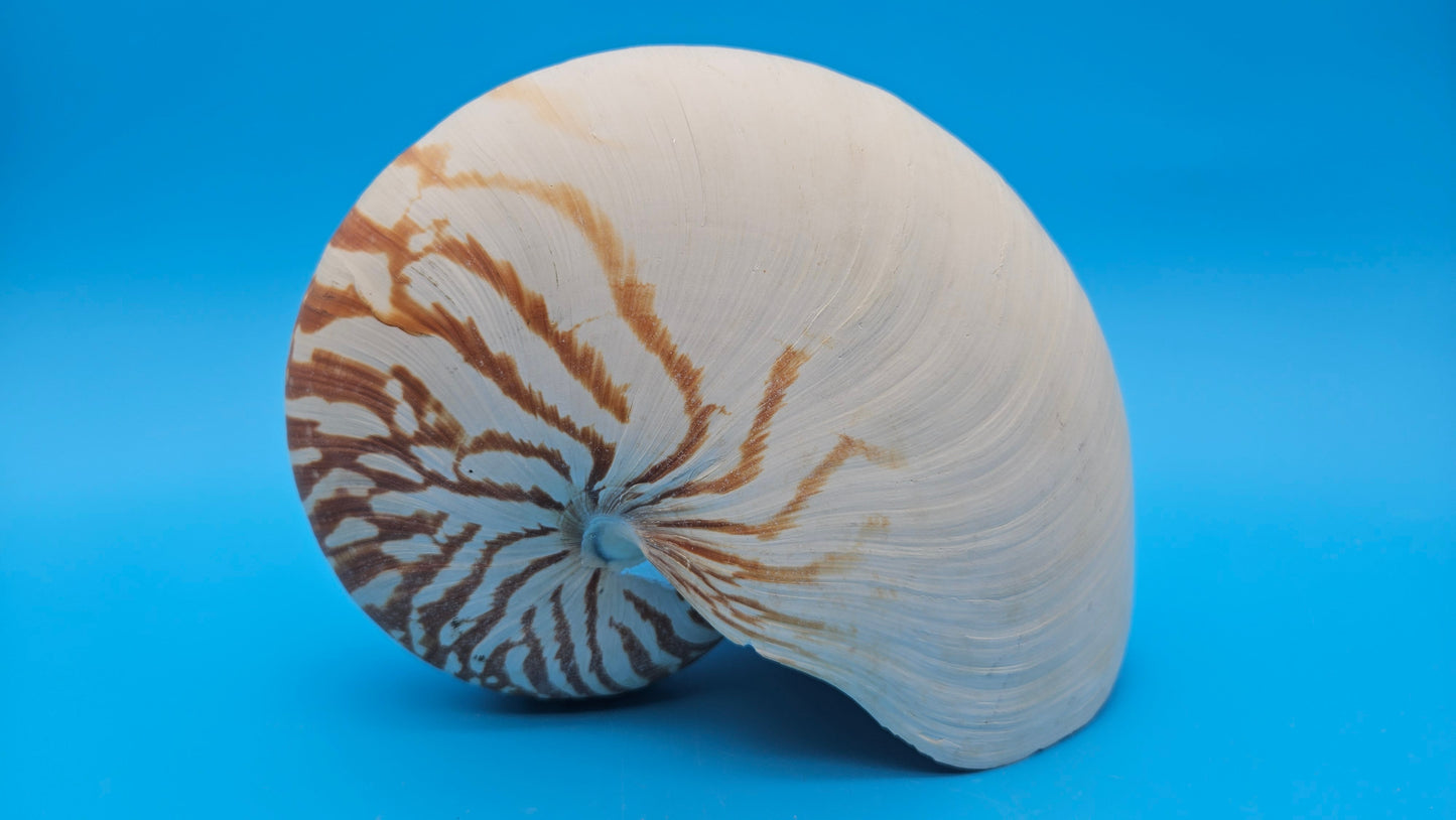 Tiger Nautilus Shell – Striking Natural Ocean Decor (8")
