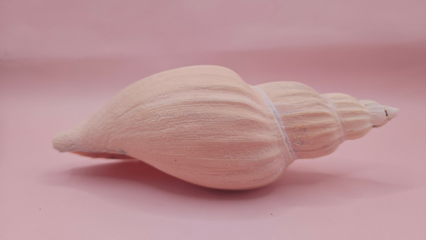 Fulgoraria Nagouchii Hashingi Display Shell – Natural Peach Toned Spiral 6.2"