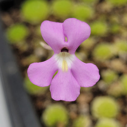 Pinguicula esseriana {Agua de León} – Rare Mexican Carnivorous Butterwort | Live Plant