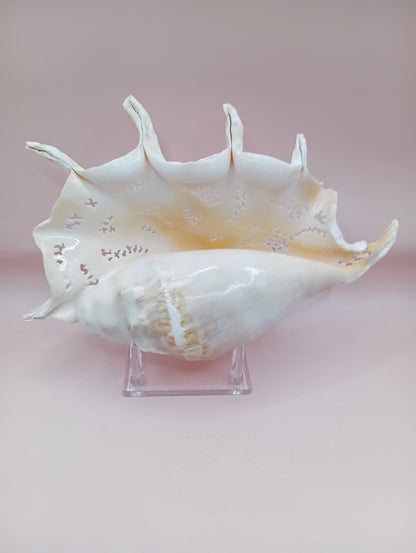 Hand-Carved Lambis Truncata Shell – Octopus Design – 9.5" Coastal Art Decor