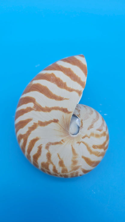 Chambered Tiger Nautilus Shell – Striking Natural Ocean Decor 4" Nautilus pompilius