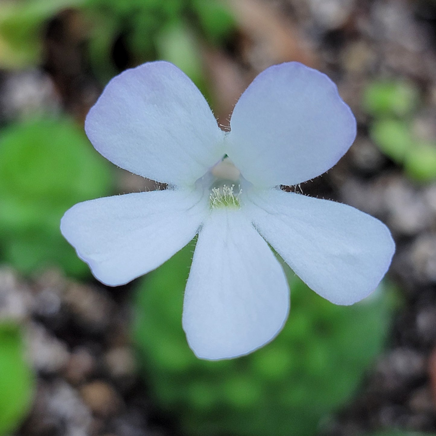 Pinguicula conzattii