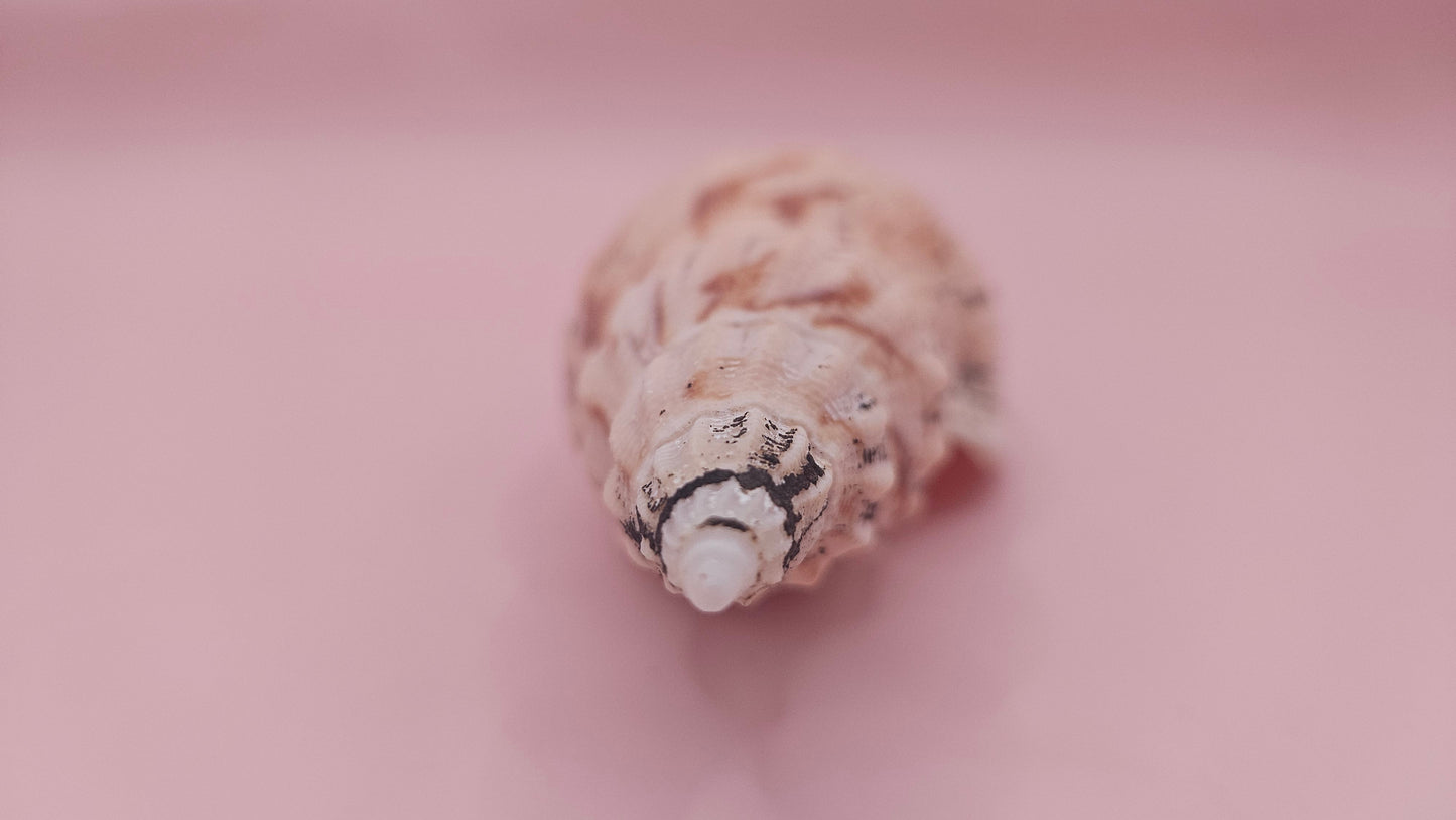 Fulgoraria Pervostiana angulosa Shell – 5.7" Natural Display Shell with Earthy Tones