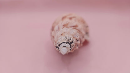 Fulgoraria Pervostiana angulosa Shell – 5.7" Natural Display Shell with Earthy Tones