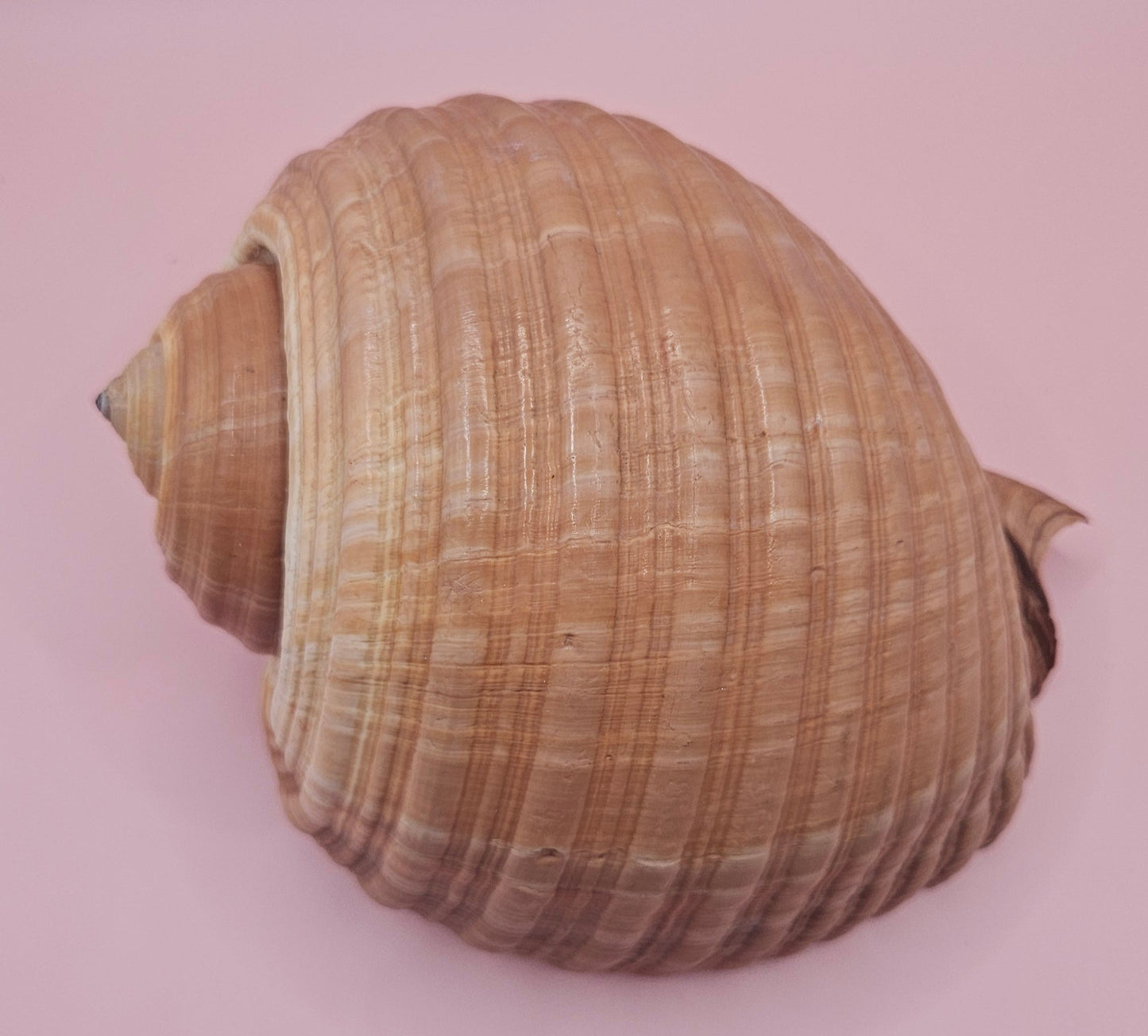 Natural Tonna Shell – 6.75"