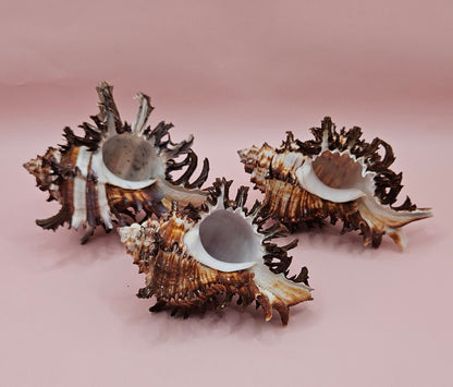 Long Spine Murex Endive Shell Trio – Natural Brown Coastal Display Shells